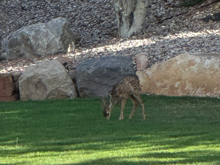 Our little visitor🥰
