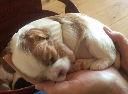 baby puppy