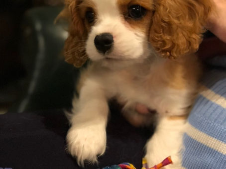 Cody...one beautiful puppy!!
He couldn’t be with a better family! Thank you Don and Anna!❤️