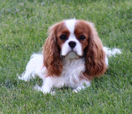 cavalier