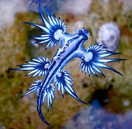blue dragon.jpg