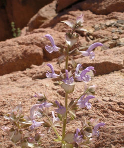 Salvia_sclarea