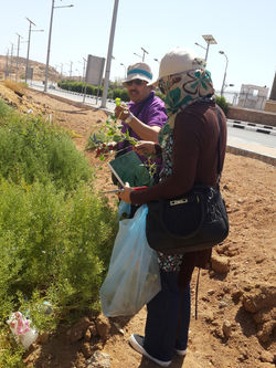 Collecting plant specimen