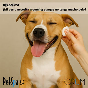 ¿Mi perro necesita grooming aunque no tenga mucho pelo?