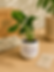 Syngonium in Ceramic Planter