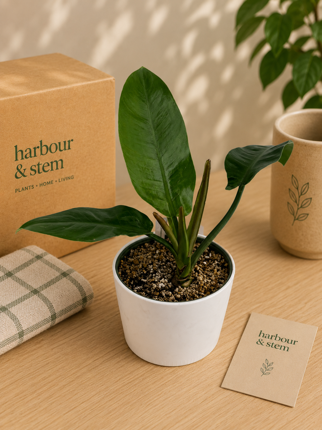 Philodendron Burle Marx in Modern Planter