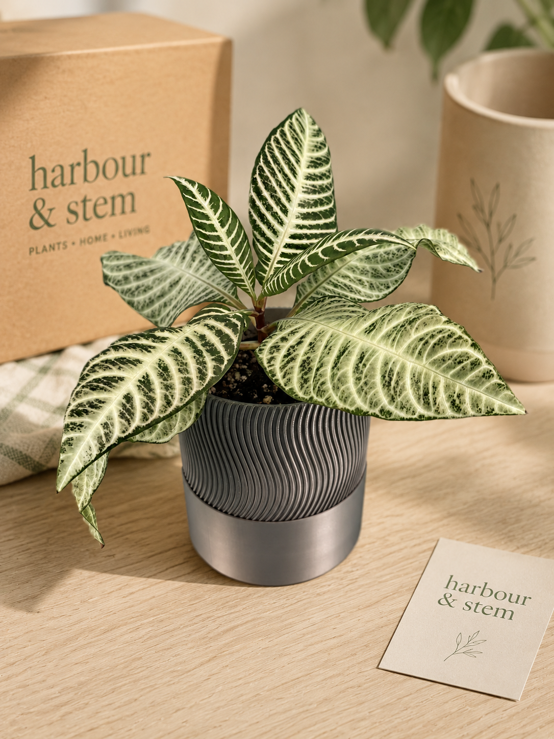 Zebra Plant in 4” Self-Watering Planter