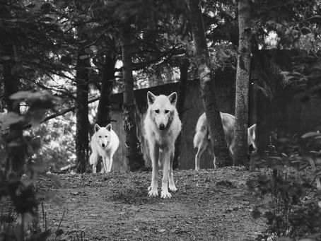 Two Hungry Wolves