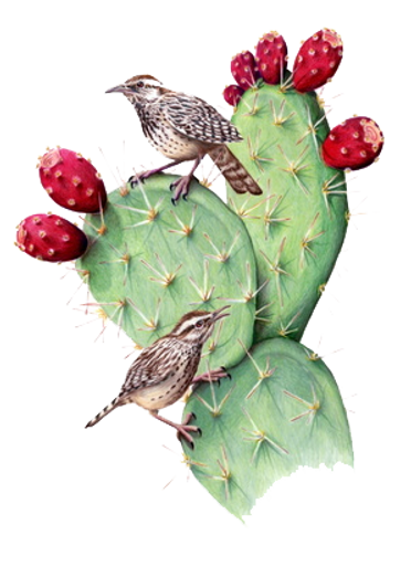 CACTUS.png