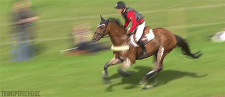 HORSE3.gif