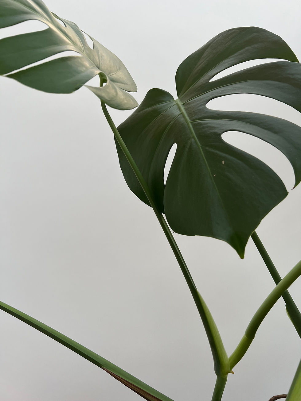 A photo of leaves from a plant