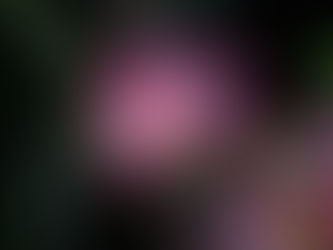 PLANT OF THE MONTH: PINK FAIRY DUSTER (Calliandra)