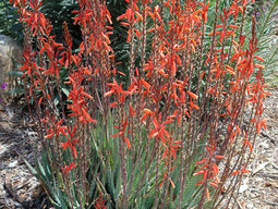 PLANT OF THE MONTH – BLUE ELF ALOE (Aloe ‘Blue Elf’)