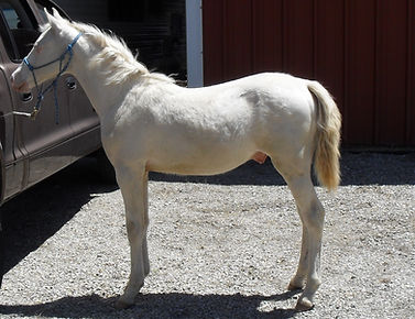 1mans apollo amber double cream.jpg