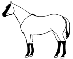 paint horse markings.gif