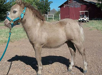 Double T's Texas Champagne.jpg