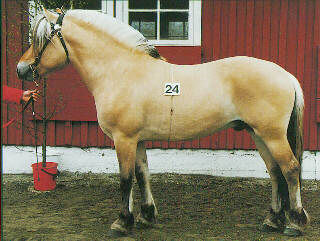 fjord bay dun brunblakk.jpg