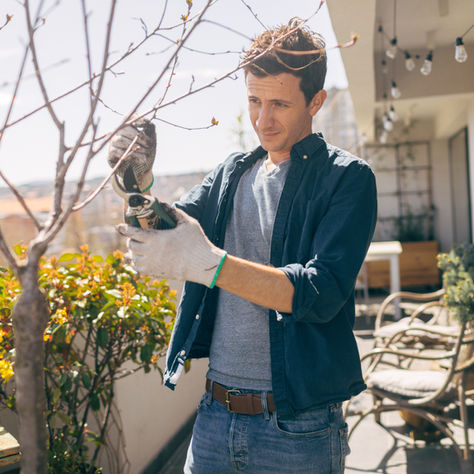 Why Autumn Is the Best Time for Tree Pruning in Sydney