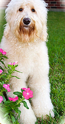 IMG_B76816EBD75F-1.jpeg