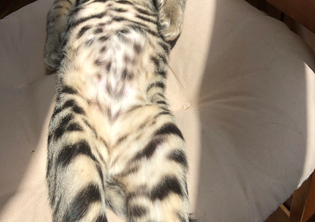 F5 SBT Savannah Kitten Luna