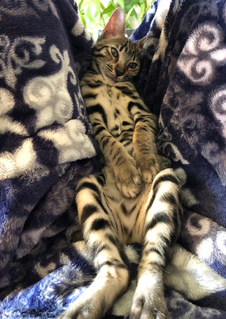 F5 SBT Savannah Kitten Luna
