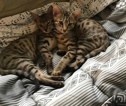Diesel & DaVinci F5 SBT Savannah Kittens