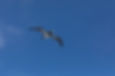 飛ぶ鳥