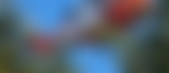 Callout : 034 8th May 2022 – Curtlestown / Wicklow Way