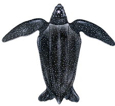 leatherback sea turtle_2.png