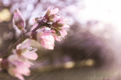 spring (16)