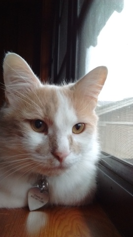 Window Sill