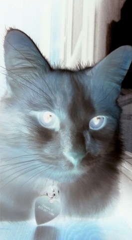 Paranormal