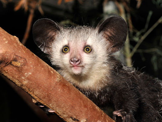 The Aye-Aye