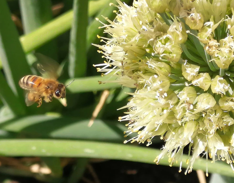 Bee Buzzing Onion Flower