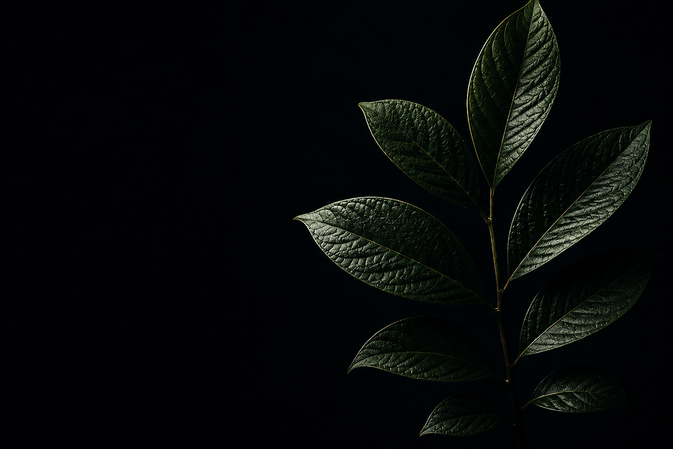 D8E22C6C-5D30-4B62-BF35-10D7E15DF5F2.PNG