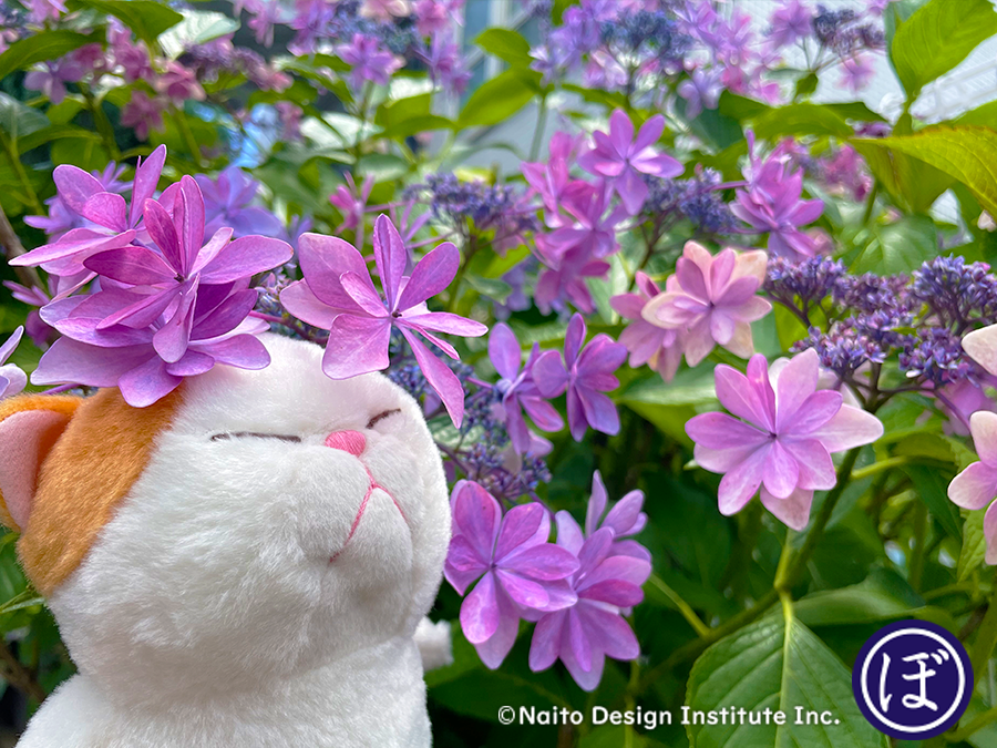 ぼうみたいなねこ (躺平貓S)