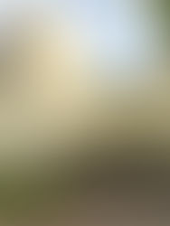 Hotel Review: Regent Singapore (Regent Club Executive Suite)