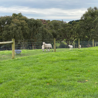 Melbourne-Adelaide Road Trip - Checking out grazing animals at Gorge Chocolates