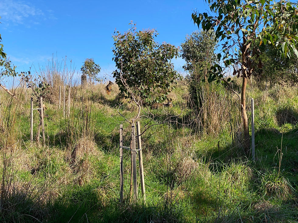 Melbourne-Adelaide Road Trip - Spotted two kangaroos at Wildlife Wonders Sanctuary