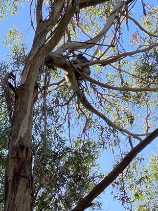 Melbourne-Adelaide Road Trip - Spotted a koala bear high up in the trees at Wildlife Wonders Sanctuary