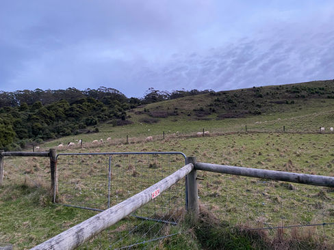 Melbourne-Adelaide Road Trip - Animals enjoying their early breakfast at Marriner's Lookout