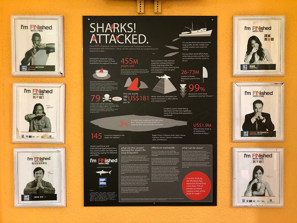 Simply say NO to shark's fins