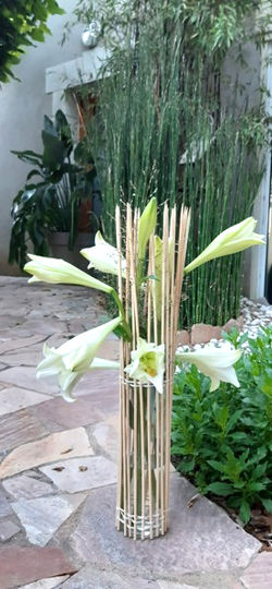 Lys de septembre1_edited