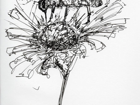 Notes from the Summer Garden: Pollinators!