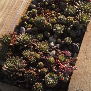 Succulent table.jpg
