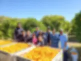 More than just picking oranges