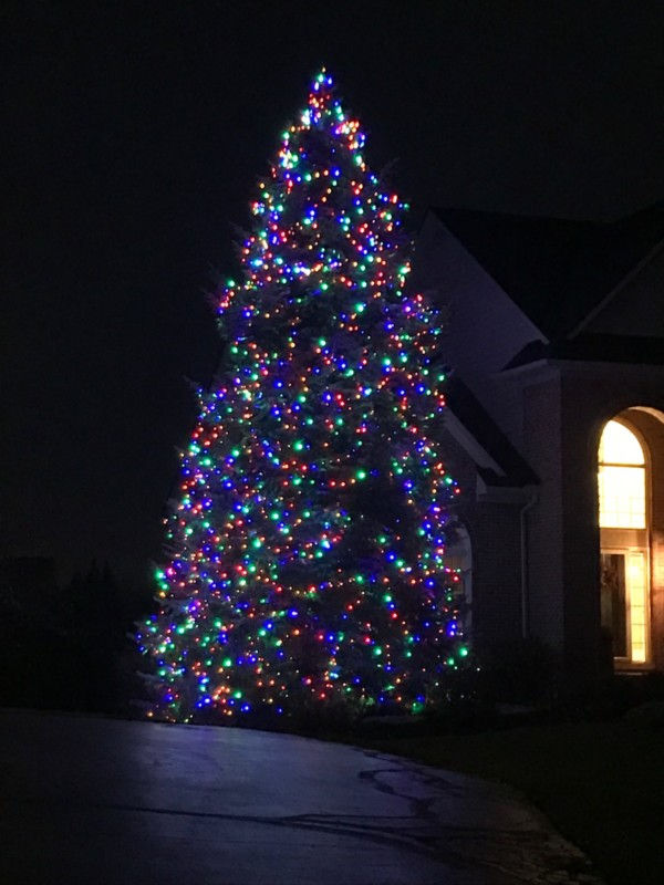 Outdoor Lighted Christmas Tree
