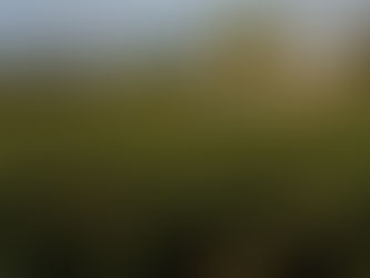 Chateau Gazin - Pilgrims, Young and Old