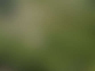 Cornas & Cote Rotie - Syrah in Excelsis