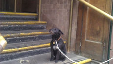 library dog is patient